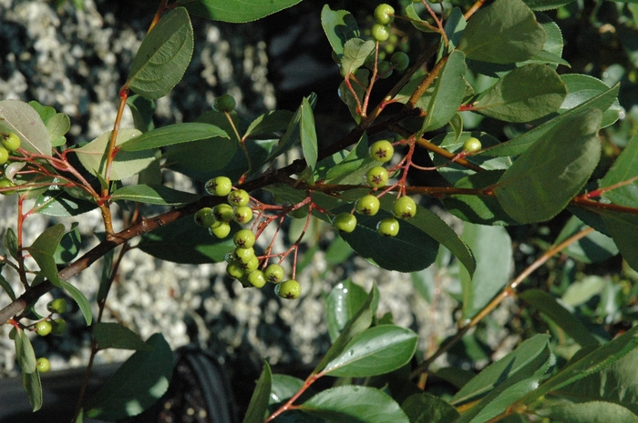 'Autumn Magic' Black Chokeberry - Aronia melanocarpa from Winding Creek Nursery