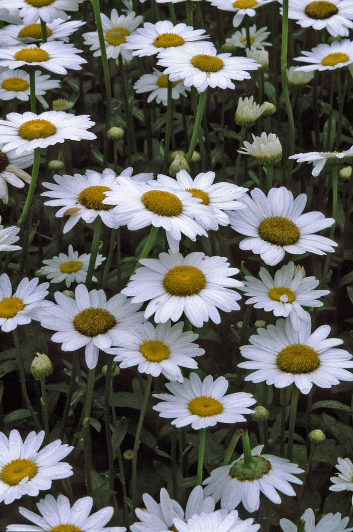 'Becky' Shasta Daisy - Leucanthemum x superbum from Winding Creek Nursery