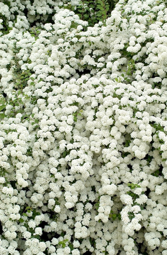 'Snowmound' Spirea - Spiraea nipponica from Winding Creek Nursery