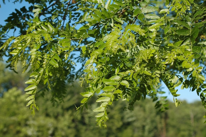 'Shademaster' Honeylocust - Gleditsia triacanthos var. inermis from Winding Creek Nursery