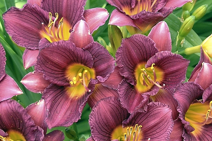 'Purple de Oro' Daylily - Hemerocallis from Winding Creek Nursery