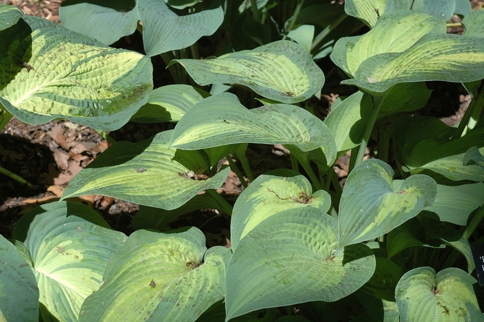 'Paul's Glory' Hosta, Plantain Lily - Hosta from Winding Creek Nursery