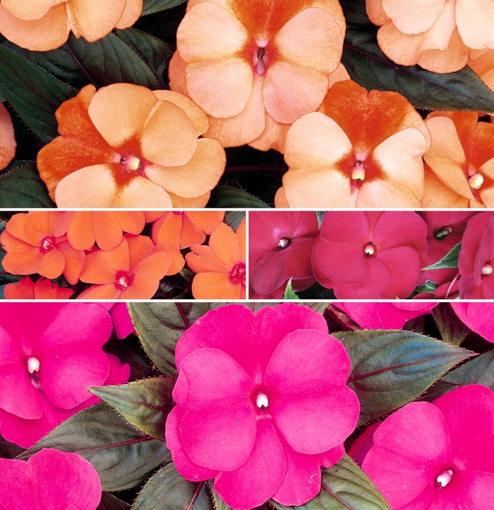 'Multiple Varieties' New Guinea Impatiens - Impatiens hawkeri from Winding Creek Nursery