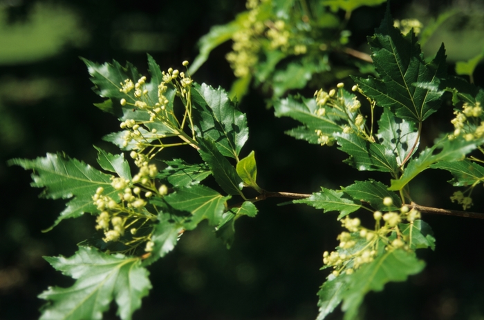 'Bailey Compact' Amur Maple - Acer ginnala from Winding Creek Nursery