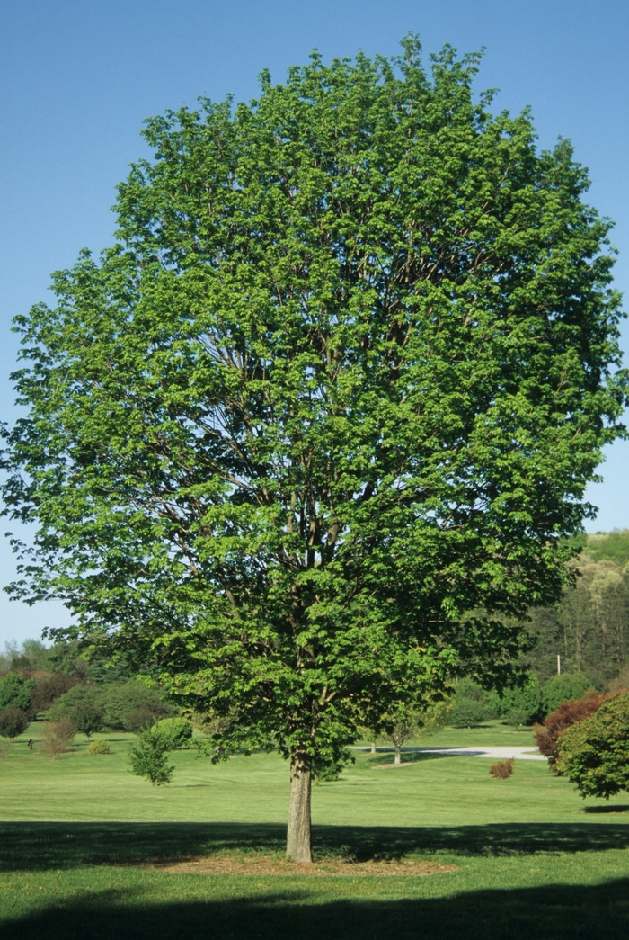 'Commemoration®' Sugar Maple - Acer saccharum from Winding Creek Nursery