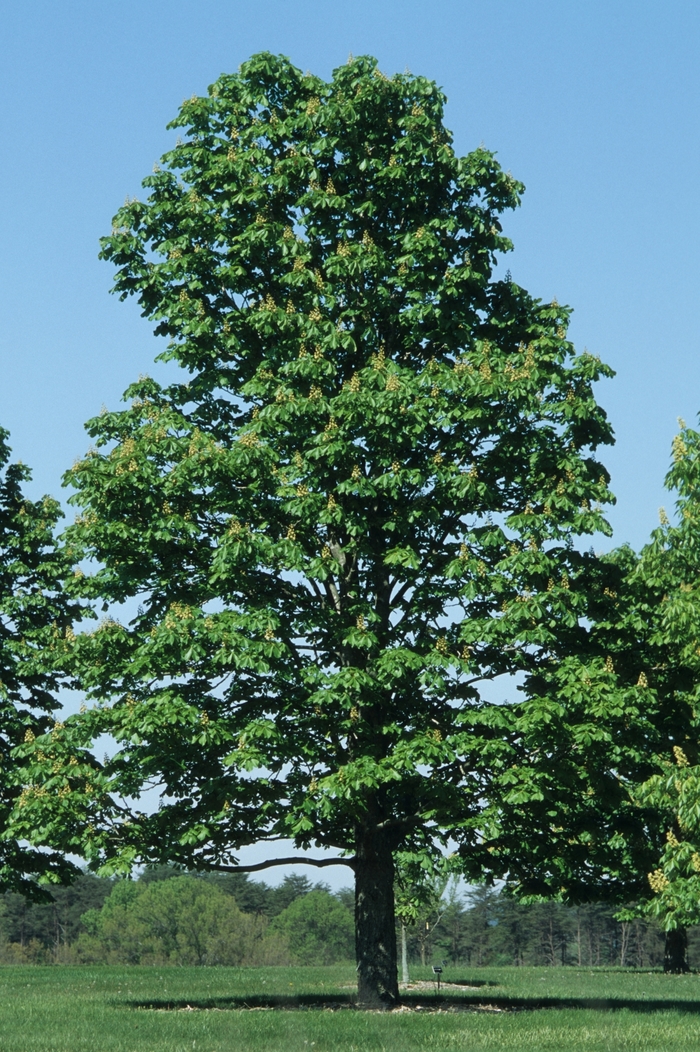 'Baumannii' Horsechestnut - Aesculus hippocastanum from Winding Creek Nursery