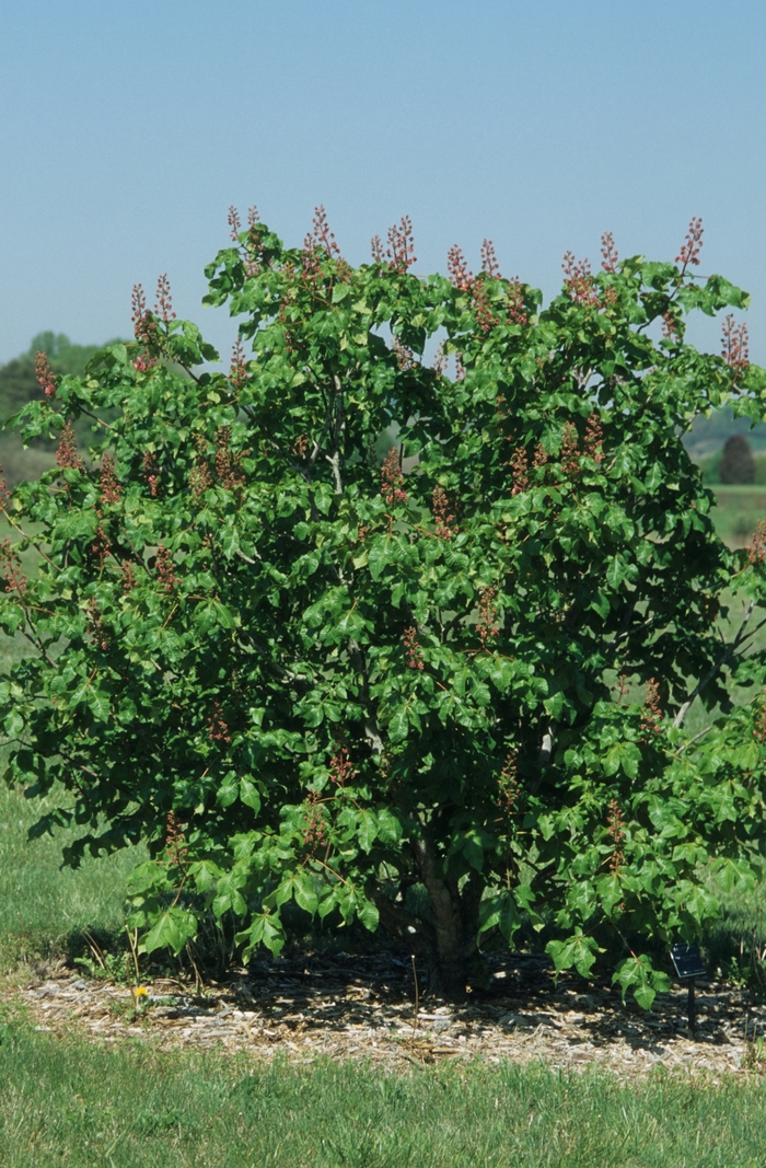 'Briotii' Red Horsechestnut - Aesculus x carnea from Winding Creek Nursery