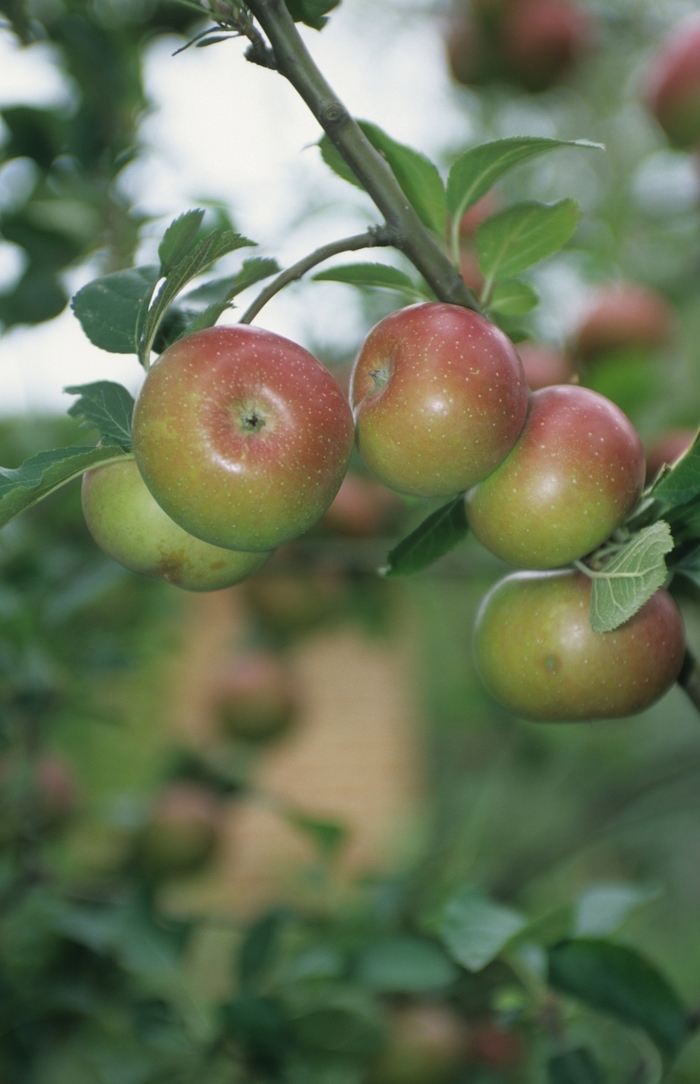 'Royal Gala' Apple - Malus pumila from Winding Creek Nursery