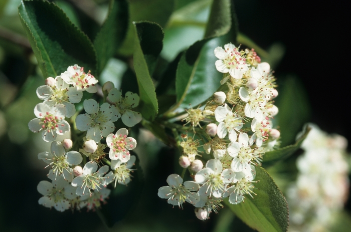 Black chokeberry - Aronia melanocarpa from Winding Creek Nursery