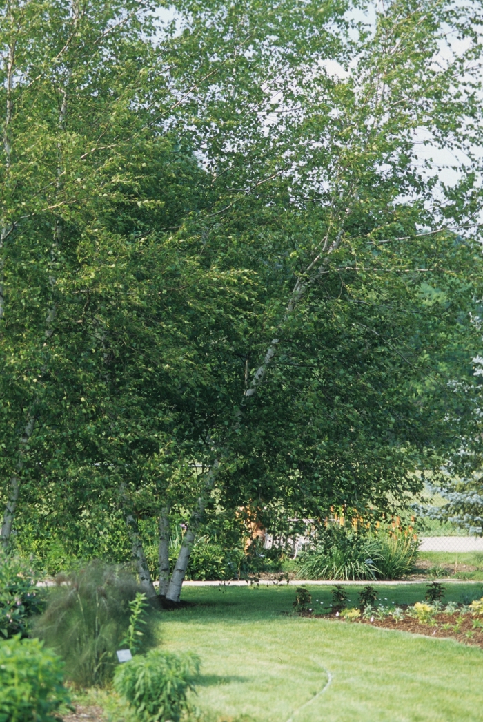 'Whitespire' Asian White Birch - Betula populifolia from Winding Creek Nursery