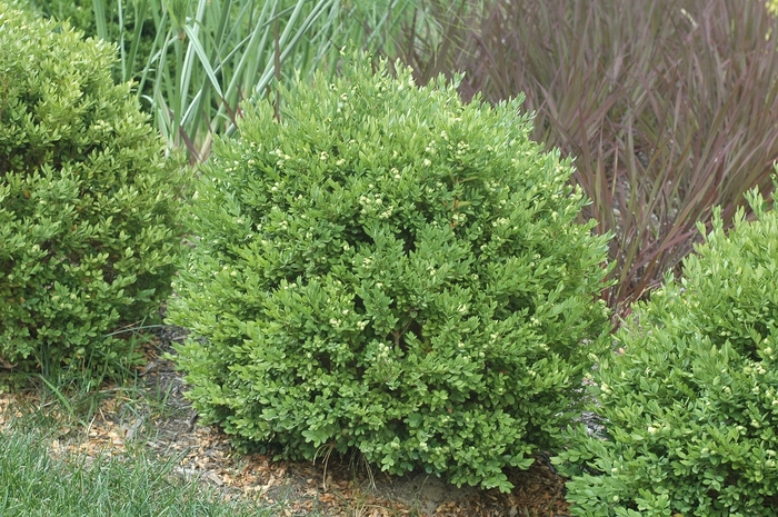 Chicagoland Green&reg; Boxwood - Buxus from Winding Creek Nursery