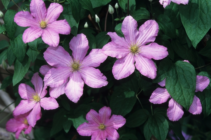 'Comtesse De Bouchard' - Clematis from Winding Creek Nursery