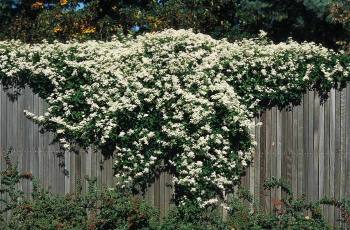 Sweet Autumn Clematis - Clematis paniculata from Winding Creek Nursery