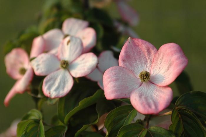 'Schmred' Heart Throb® Kousa Dogwood - Cornus kousa from Winding Creek Nursery