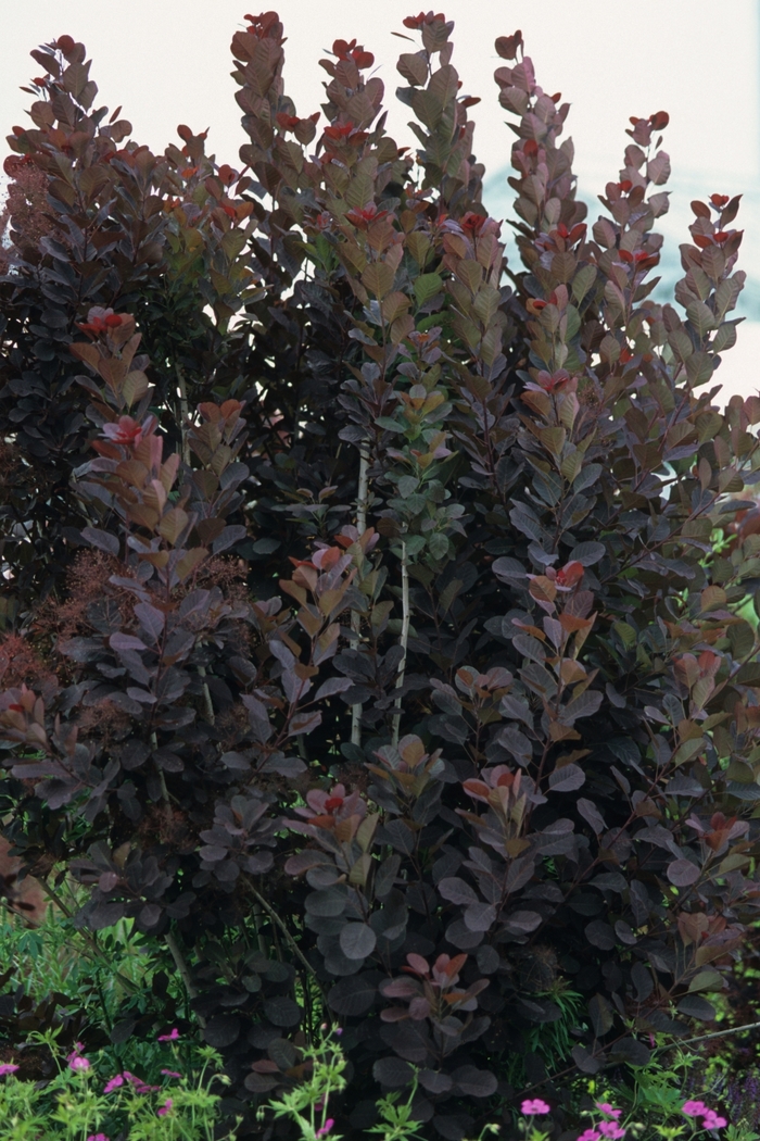 'Royal Purple' Smokebush - Cotinus coggygria from Winding Creek Nursery