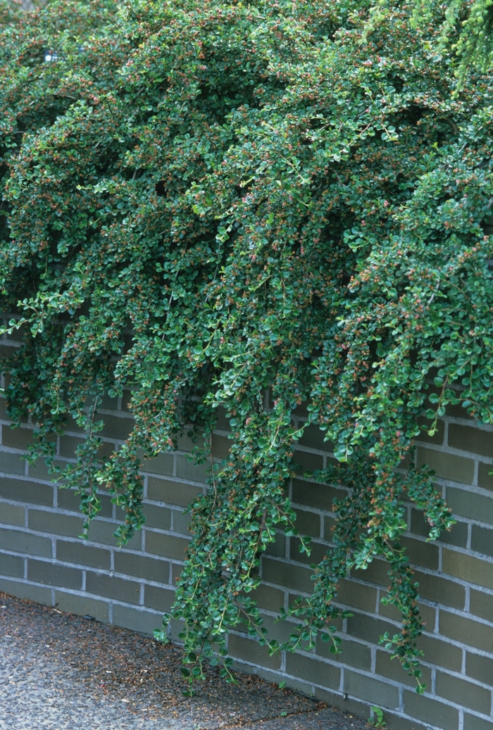 Cranberry Cotoneaster - Cotoneaster apiculatus from Winding Creek Nursery