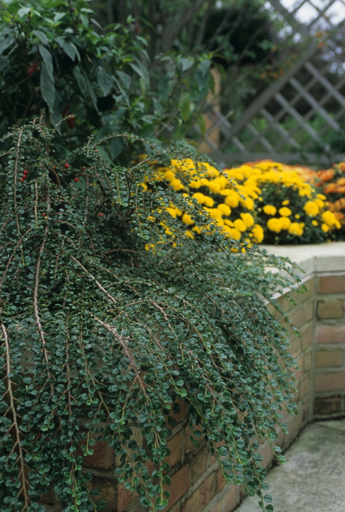 Hess Cotoneaster - Cotoneaster hessei from Winding Creek Nursery