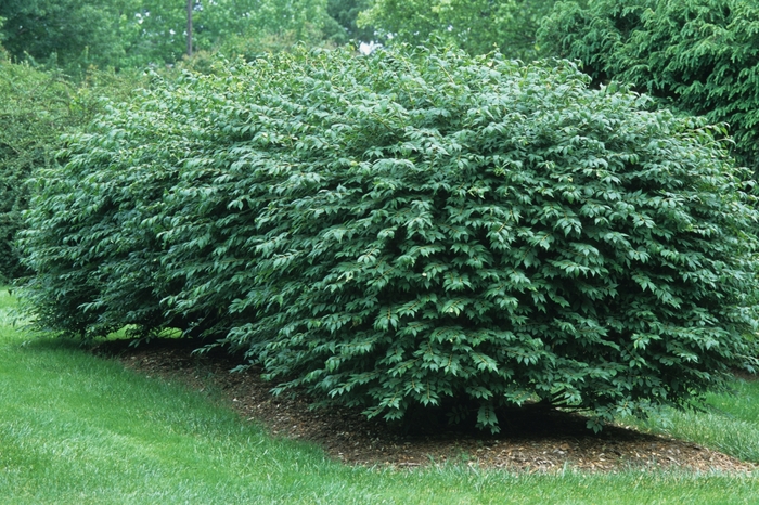 Winged Burning Bush - Euonymus alatus from Winding Creek Nursery