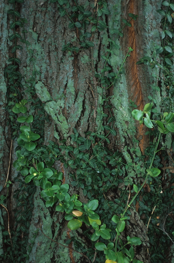 'Vegetus' Bigleaf Wintercreeper Euonymus - Euonymus fortunei from Winding Creek Nursery