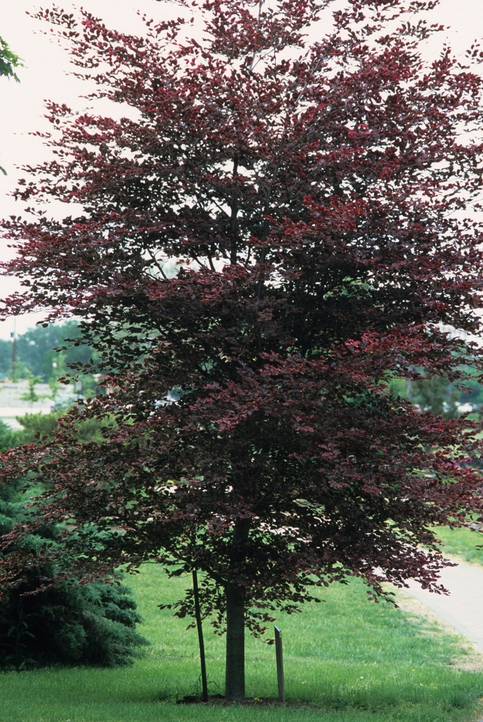 'Tricolor' Tricolor Beech - Fagus sylvatica from Winding Creek Nursery