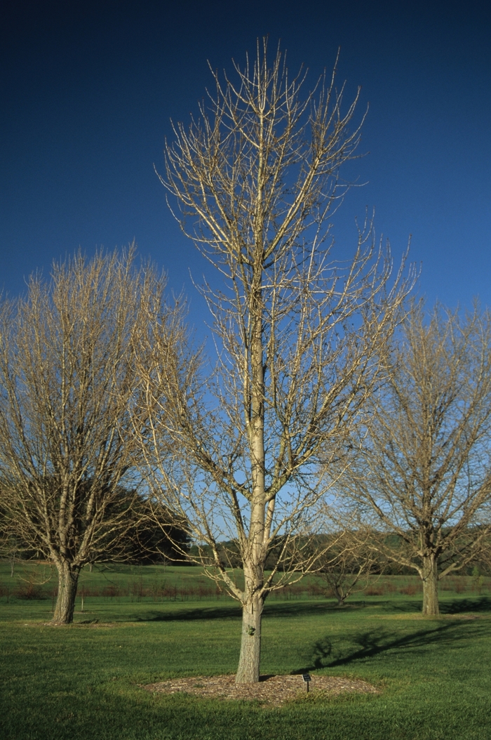 'Princeton Sentry' Maidenhair Tree - Ginkgo biloba from Winding Creek Nursery