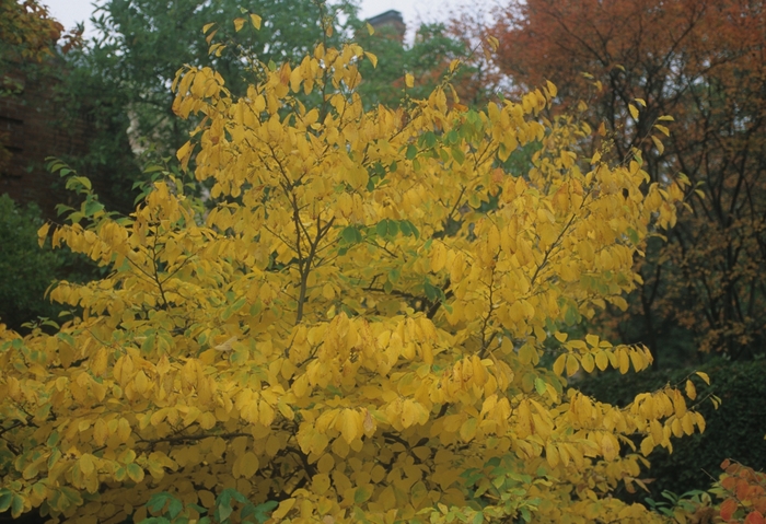 Witch Hazel - Hamamelis virginiana from Winding Creek Nursery