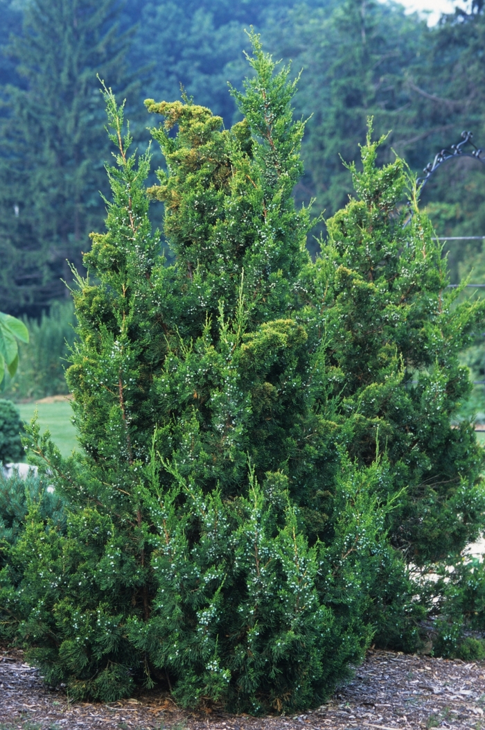 'Keteleeri' Keteleeri Juniper - Juniperus chinensis from Winding Creek Nursery