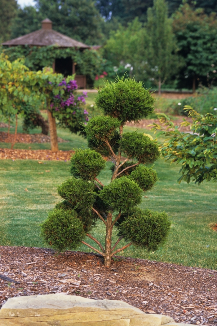 Pom Pom Juniper - Juniperus species from Winding Creek Nursery