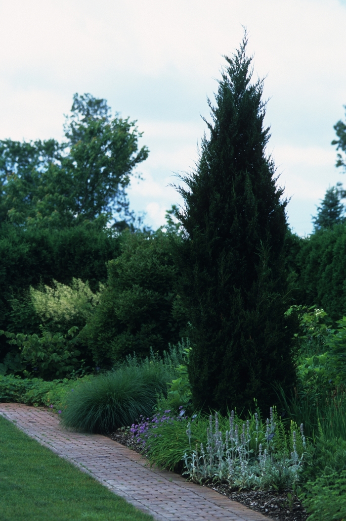 'Idyllwild' Idyllwild Juniper - Juniperus virginiana from Winding Creek Nursery