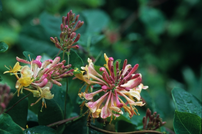 'Goldflame (American Beauty)' Honeysuckle - Lonicera x heckrottii from Winding Creek Nursery