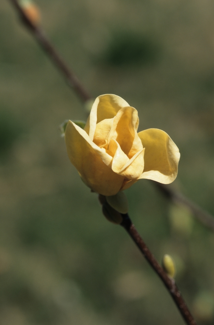 'Yellow Bird' - Magnolia x brooklynensis from Winding Creek Nursery