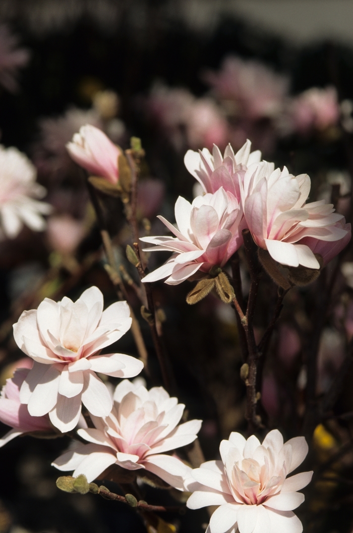 'Leonard Messel' - Magnolia x loebneri from Winding Creek Nursery