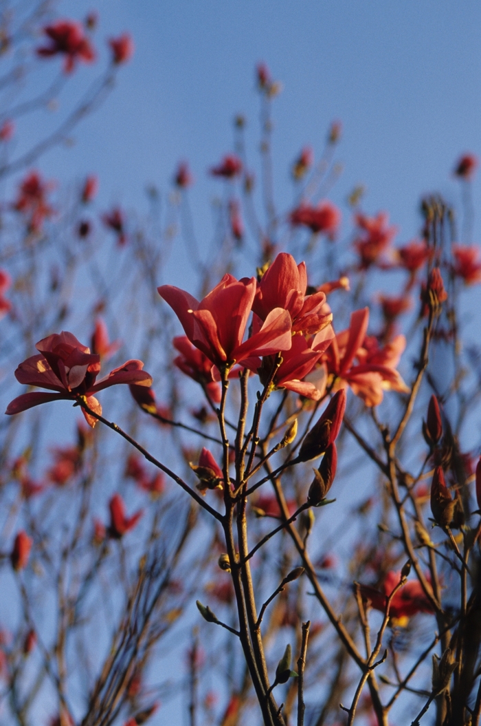 'Galaxy' - Magnolia from Winding Creek Nursery