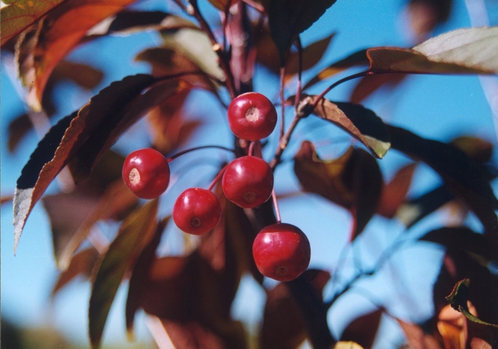 'Amertrizam' American Triumph™ Crabapple - Malus from Winding Creek Nursery