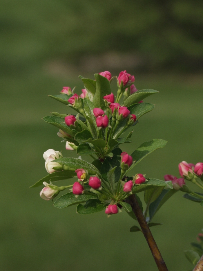 'Firebird®' Crabapple - Malus sargentii from Winding Creek Nursery