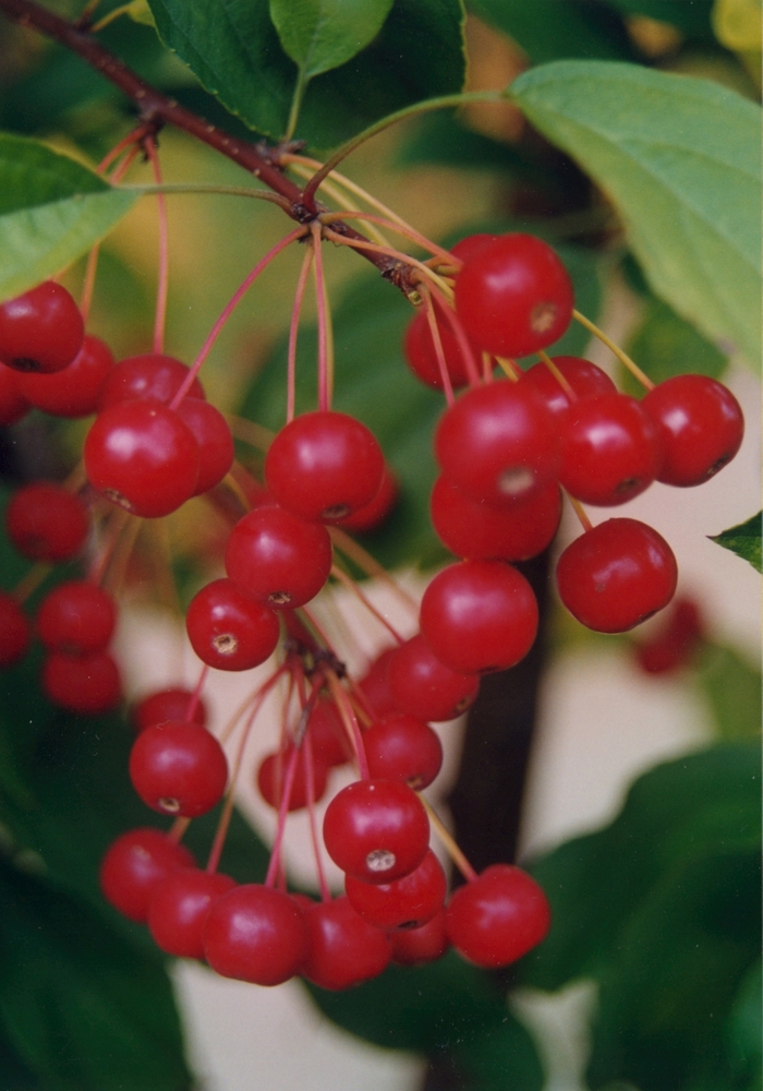 'Red Jewel™' Crabapple - Malus from Winding Creek Nursery