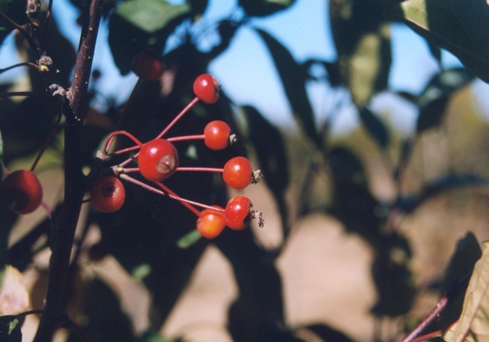 'Rejoice™' Crabapple - Malus from Winding Creek Nursery