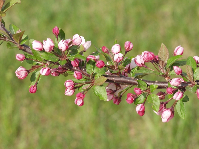 'Candymint' Crabapple - Malus sargentii from Winding Creek Nursery