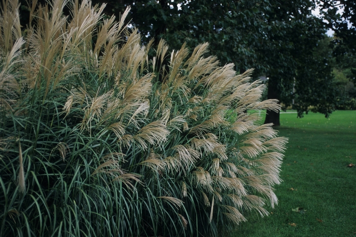 'Silver Feather ('Silberfeder')' Silver Feather Maiden Grass - Miscanthus sinensis from Winding Creek Nursery