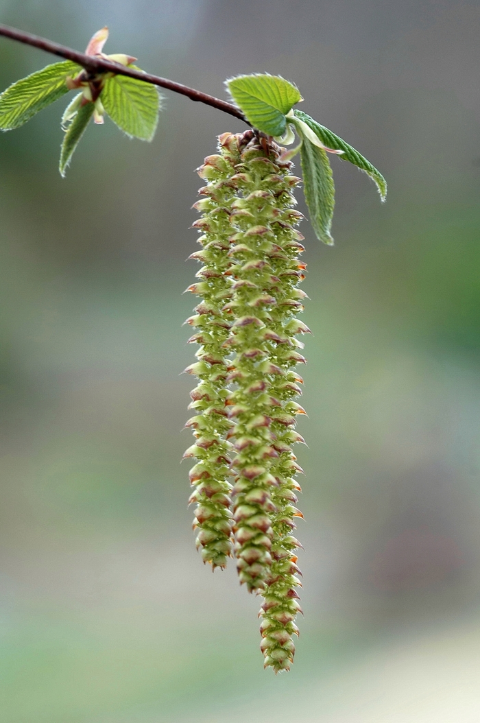 Hop Hornbeam or Ironwood - Ostrya virginiana from Winding Creek Nursery