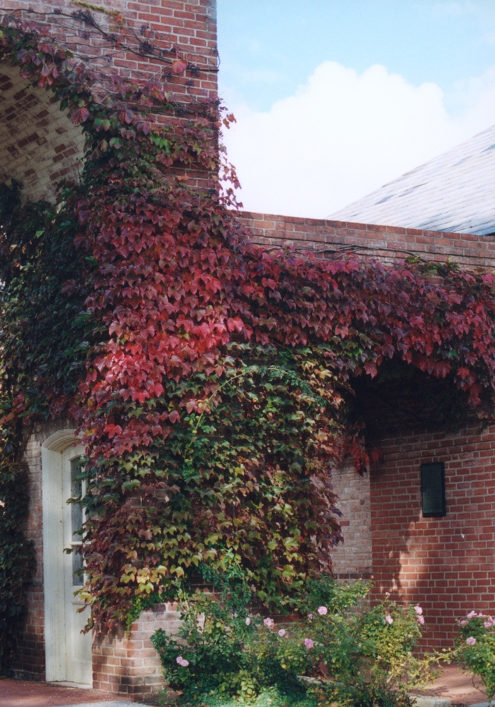 Boston Ivy - Parthenocissus tricuspidata from Winding Creek Nursery