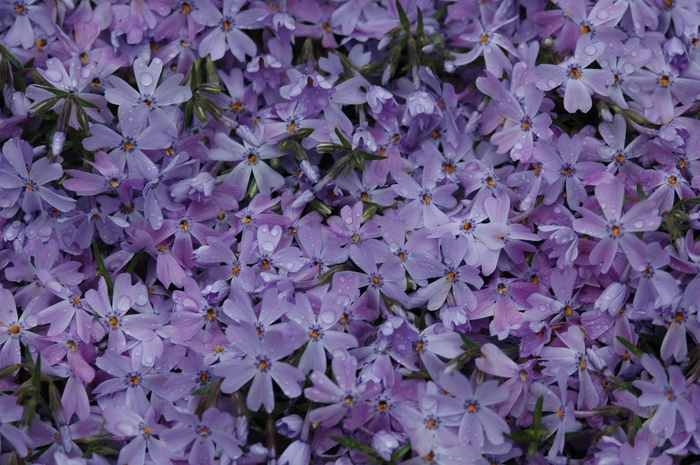 'Emerald Blue' Creeping Phlox - Phlox subulata from Winding Creek Nursery