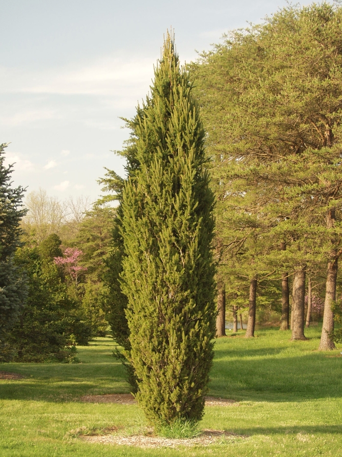 'Cupressina' Norway Spruce - Picea abies from Winding Creek Nursery