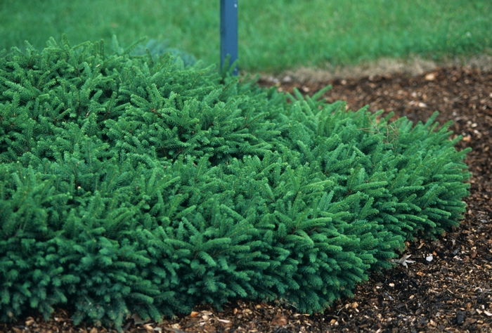 'Pumila' Dwarf Spruce - Picea abies from Winding Creek Nursery
