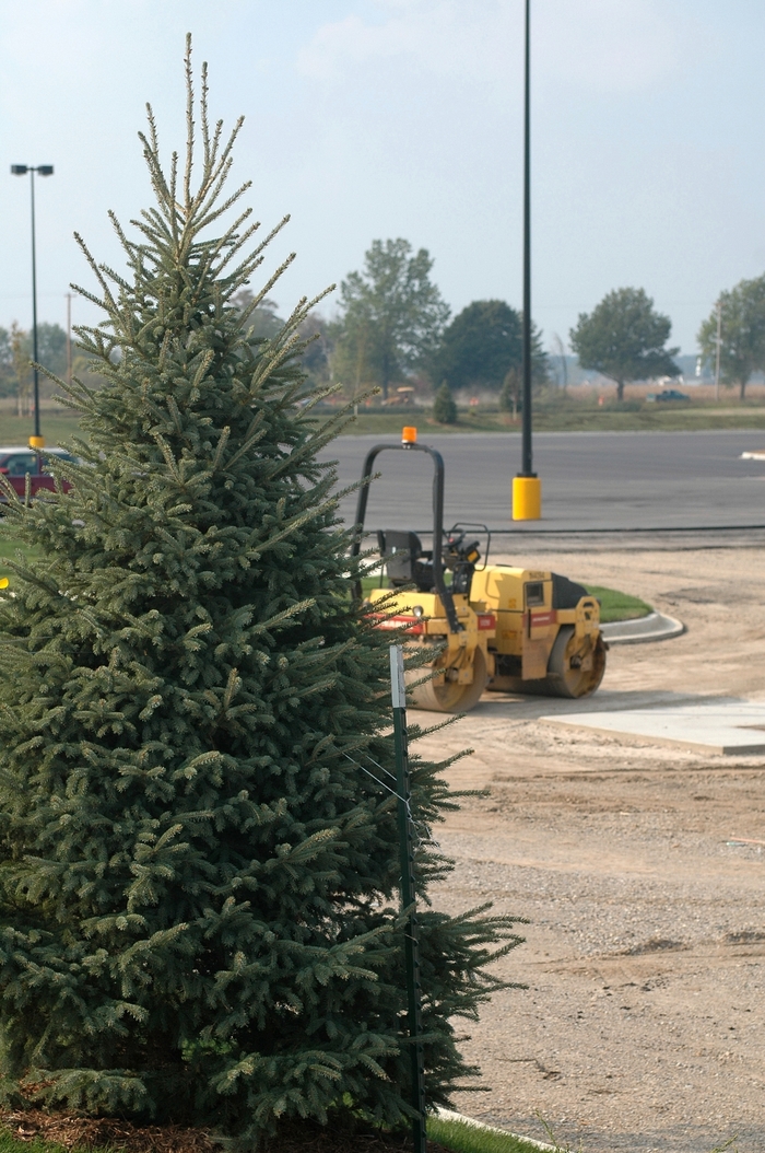 'Densata' Black Hills Spruce - Picea glauca from Winding Creek Nursery