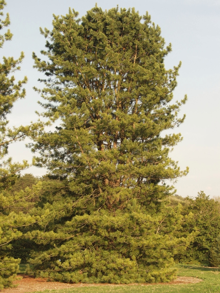 'Silveray' Korean Pine - Pinus koraiensis from Winding Creek Nursery