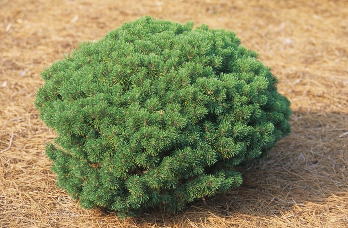 'Mops' Mugo Pine - Pinus mugo from Winding Creek Nursery