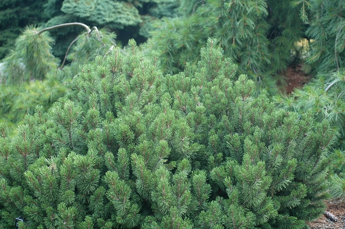 'Slowmound' Mugo Pine - Pinus mugo from Winding Creek Nursery