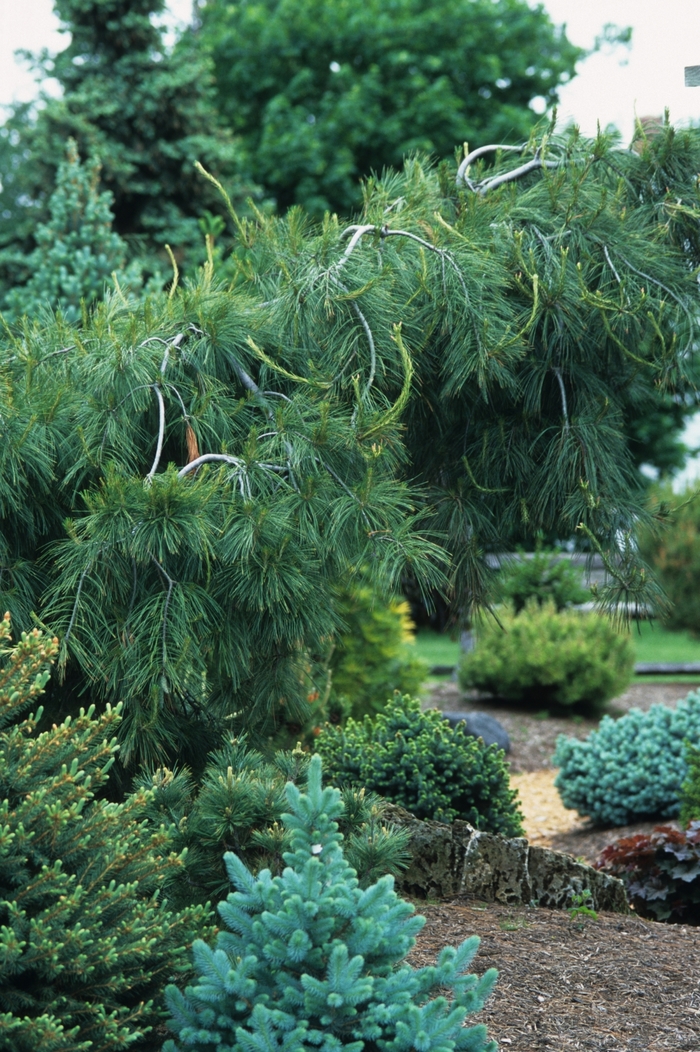 'Pendula' Weeping White Pine - Pinus strobus from Winding Creek Nursery