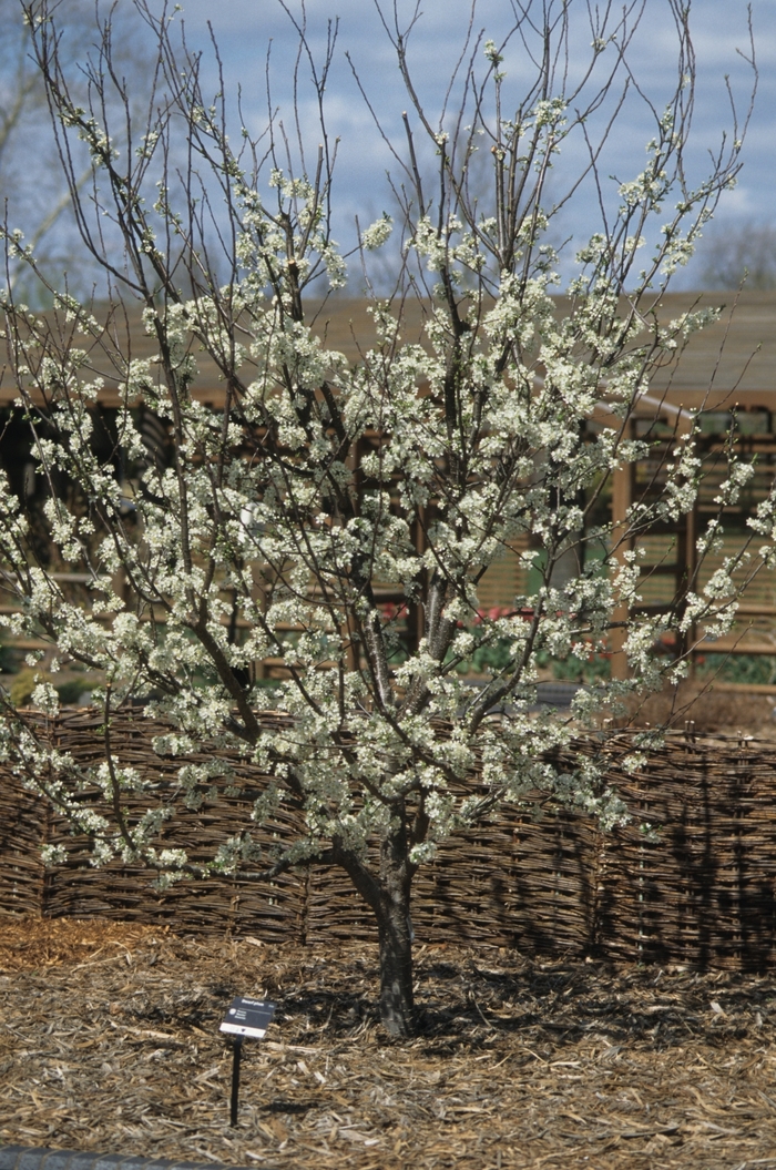 'Stanley' Stanley Plum - Prunus domestica from Winding Creek Nursery